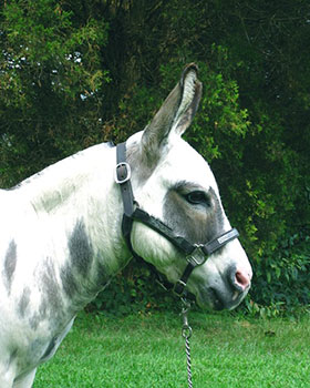 Critter Haven Farm Miniature Donkeys